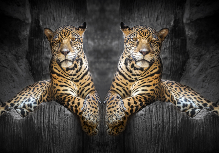 Two jaguars relax in the natural environment of the zoo.の写真素材