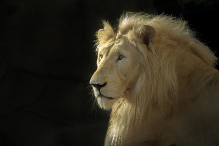 The face of the White Lion male on a black background.の写真素材