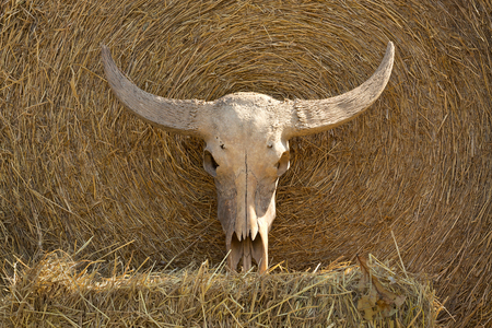 Buffalo horn of water buffalo for decoration and show.の写真素材