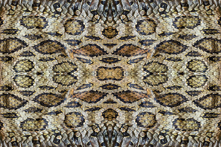 Skins of the snake for the background.の写真素材