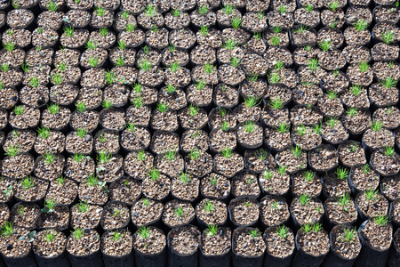 Row of seedlings prepared for planting.の写真素材