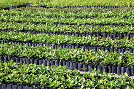 Row of seedlings prepared for planting.の写真素材