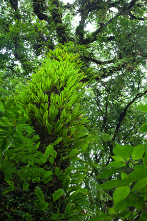 Natural beauty of the rainforest.の写真素材