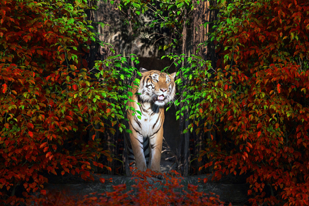 The male Sumatran tiger standing in the midst of a natural forest.の写真素材