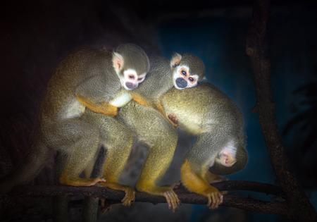 The family of squirrel monkeys in the natural atmosphere.