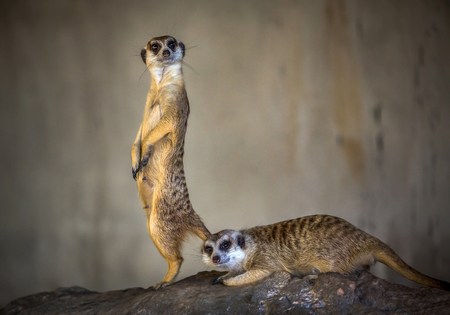 The action of the beautiful Meerkat is on the alert.の写真素材