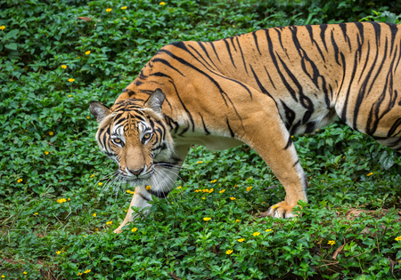 Asian tigers are watching the prey in the natural atmosphere.の写真素材