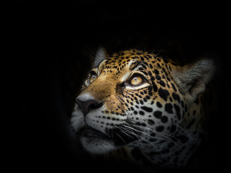 The face of a leopard is staring at the victim.の写真素材