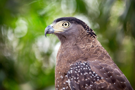 Serpent Eagle, Crested Serpent Eagle(Spilornis cheela)in the natural atmosphere.の写真素材