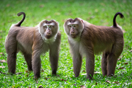 The family of pig-tailed macaque in the nature of the forest.の写真素材