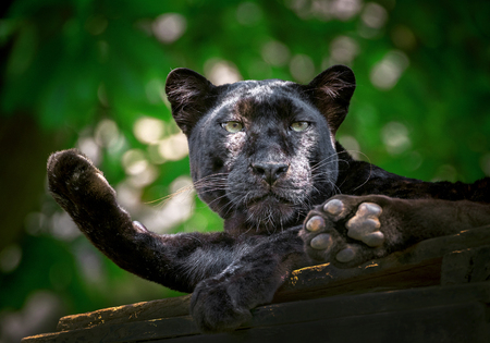Panther or leopard are resting in the natural atmosphere.の写真素材