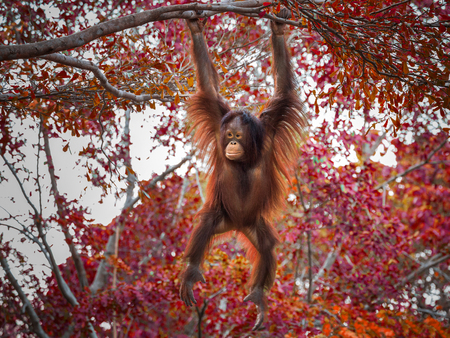 Baby orangutan playing on a tree.