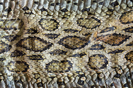Colorful patterned surface of snake skin.の写真素材