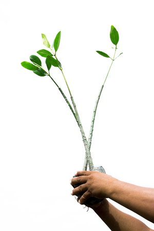 Mangrove seedlings in hands on a white background.の写真素材
