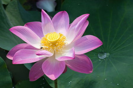 Beautiful lotus flowers are blooming.の写真素材