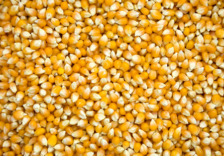 Corn kernels for consumption.の写真素材