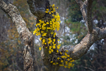 Yellow orchid flowers in the wild.の写真素材