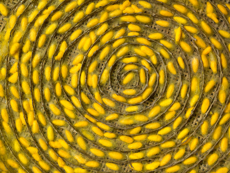 Colorful patterns of silk worm cocoons.の写真素材