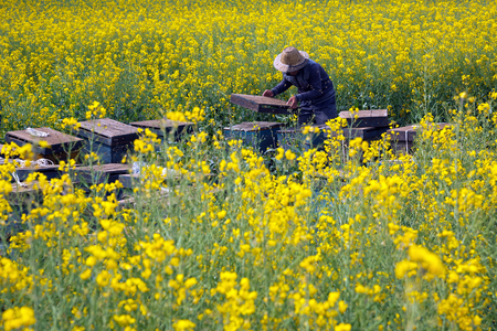 Natural beekeeping farm in the mustard fields.の写真素材