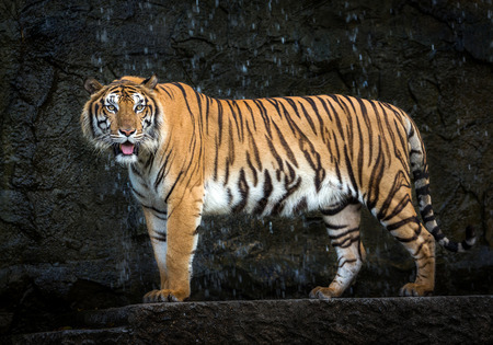 Young Sumatran tiger standing amidst nature.の写真素材