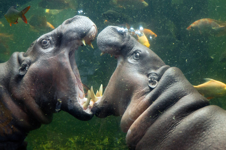 Pygmy hippos are playing in the water.の写真素材