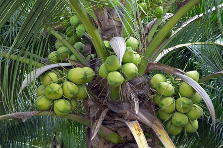 Coconuts on the tree in the garden.の写真素材