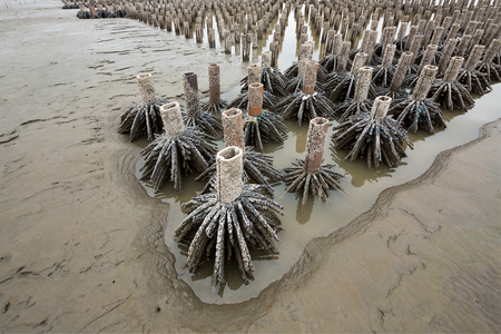 The root of the artificial mangrove.の写真素材