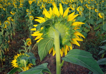 Sunflowers are blossoming in the field.の写真素材