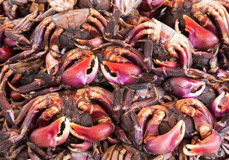 The colors and patterns of salted crabs for cooking.の写真素材
