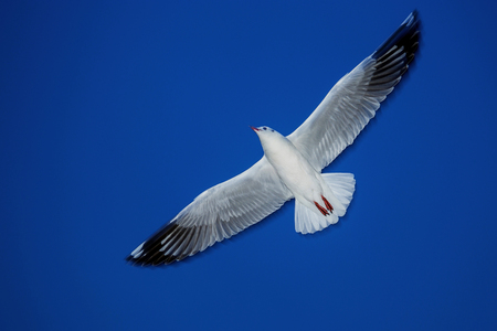 Seagulls are flying in the blue sky.の写真素材
