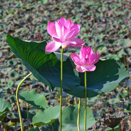 Lotus flowers are blooming in the field.の写真素材