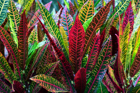 Colorful leaves pattern for background.の写真素材