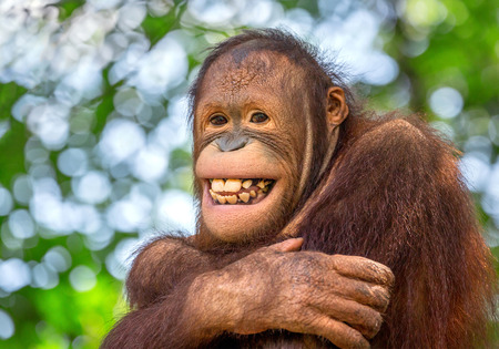 Beautiful smile of a male orangutanの写真素材
