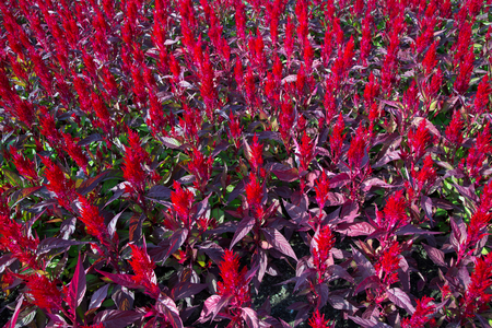 Colorful celosia flower in the garden.の写真素材