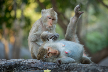 The family of monkeys in the wild.の写真素材