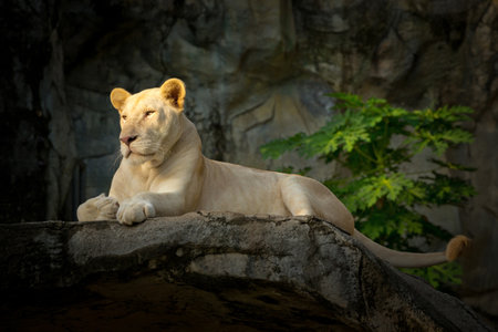 White female lion resting on rocks.の写真素材
