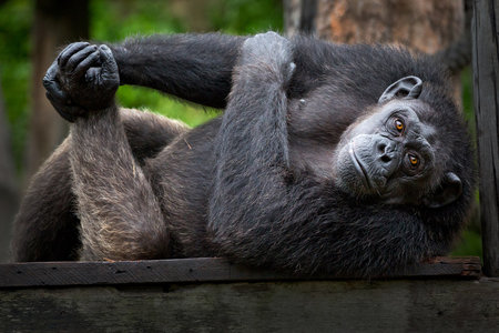 Chimpanzee males were lying on the timber.の写真素材