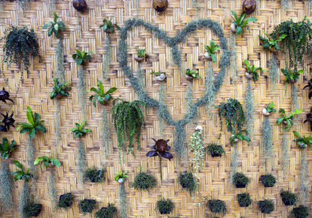 Decorate a creative vertical garden on a bamboo wall.の写真素材