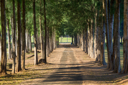 row of pine trees on the golf course.の写真素材