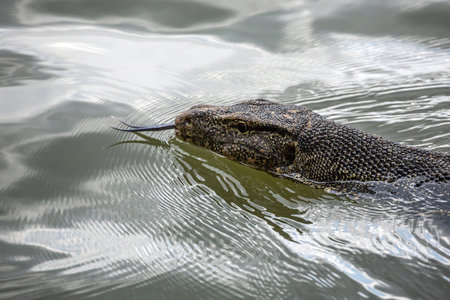 Water monitor, (Varanus salvator), Swimming in the lake water.の写真素材