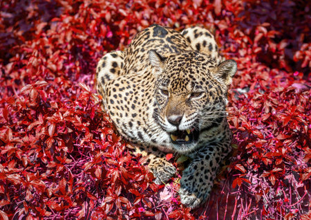 Jaguar crouched in the wild nature.の写真素材