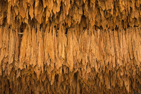 Dried tobacco leaves in the tobacco fields  in northern Thailand.の写真素材