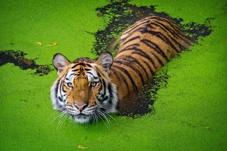 Asian tiger standing in water pond.の写真素材