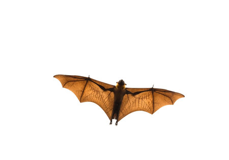 Lyle's flying fox, Spread wings flying on a white background.の写真素材