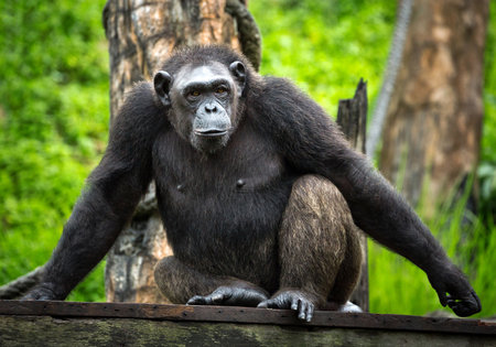 Adult chimpanzees in the wild nature.