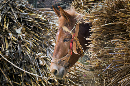 Head of a horse in a stable.の写真素材