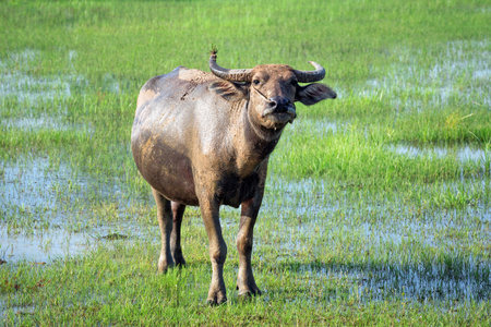 Water buffalo standing in the field.の写真素材
