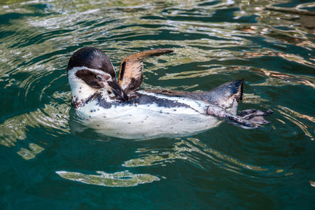 Humboldt Penguin(Peruvian Penguin) is playing the water.の写真素材