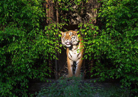 Asian tiger resting in natural forest