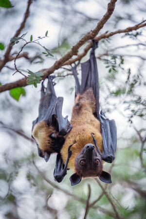Lyle's flying fox ( Pteropus lylei) Hanging on the tree.の写真素材